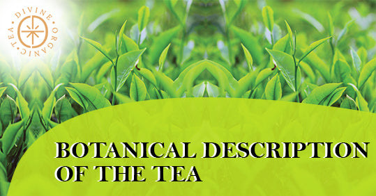 Botanical Description Of The Tea