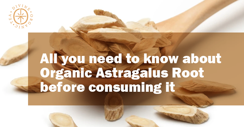 All you need to know about Organic Astragalus Root before Consuming it