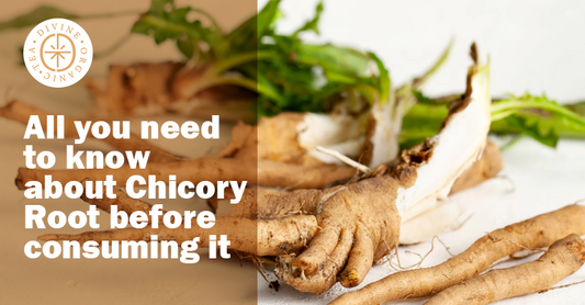 All you need to know about Chicory Root before Consuming it
